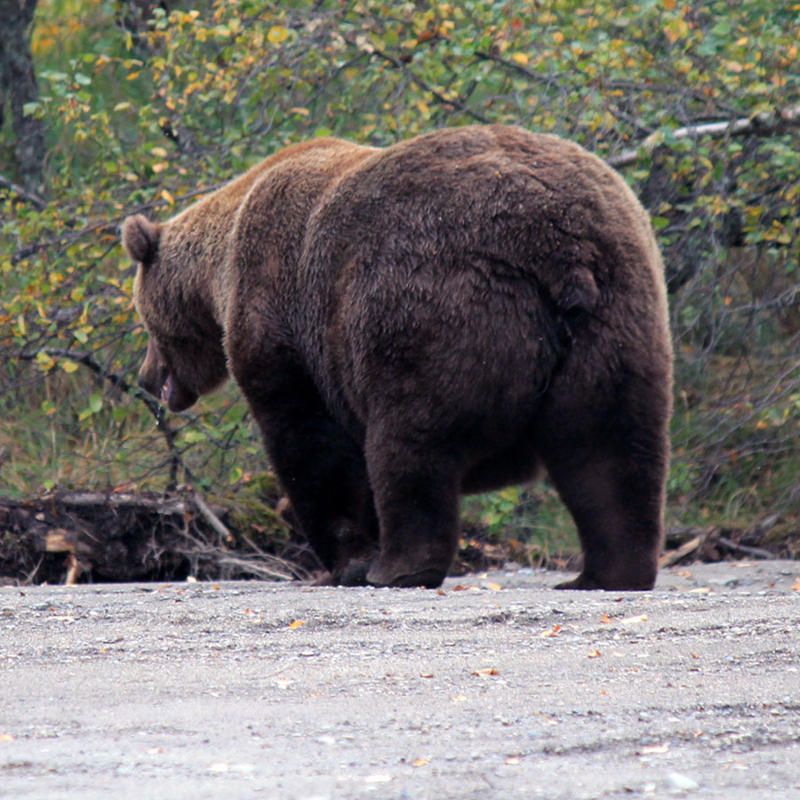 rear view of a large brown bear