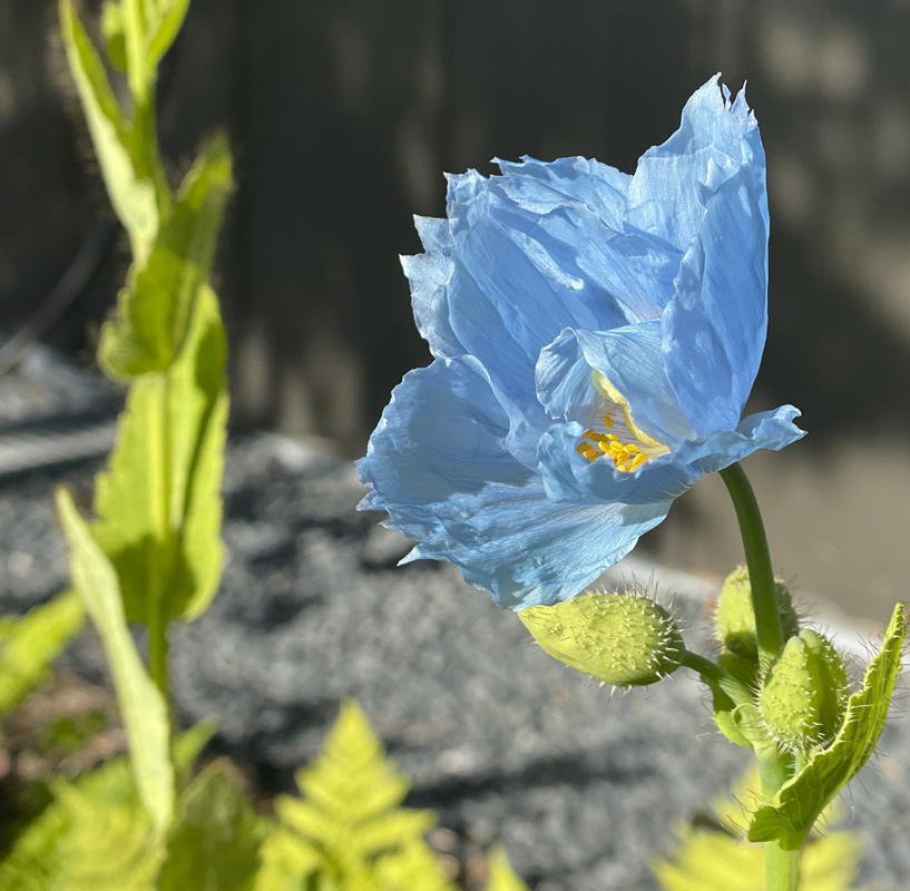light blue flower