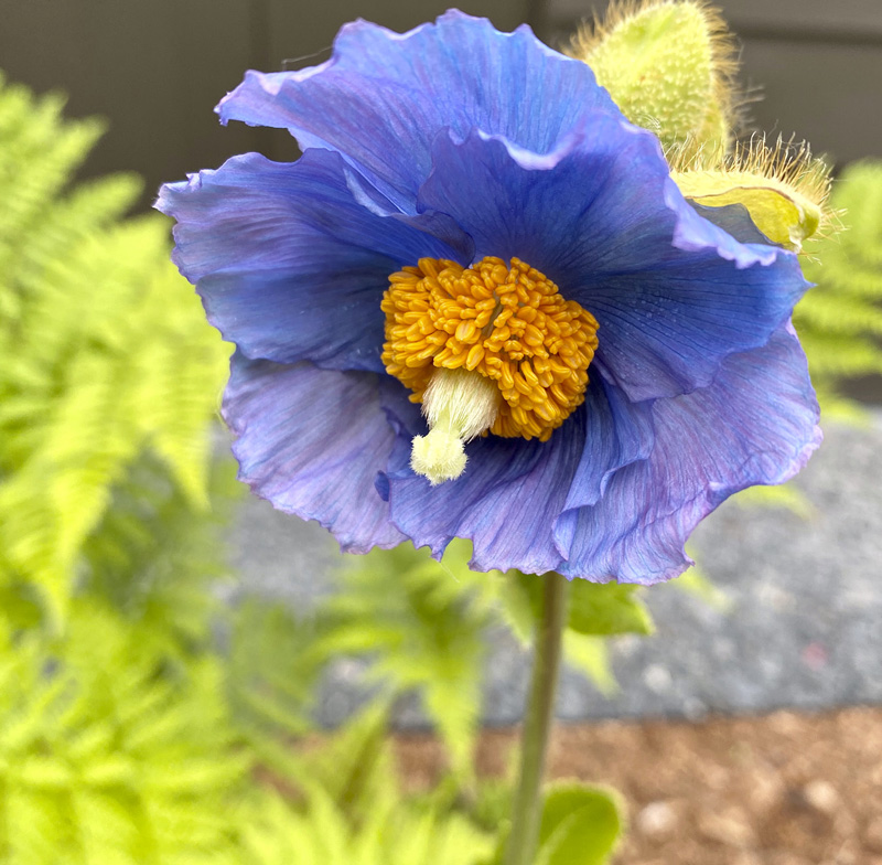 darker blue flower with yellow center